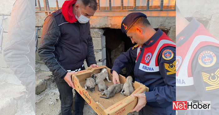 Bingöl Jandarması, donmak üzere olan yavru köpeklere sahip çıktı
