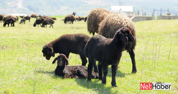 Anaç koyun keçi destekleme ödemeleri başladı