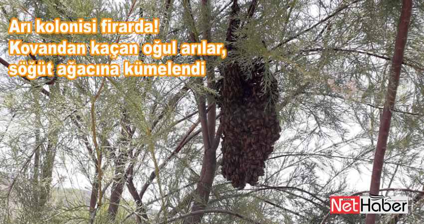 Kovandan firar eden arı kolonisi söğüt ağacına yuvalandı