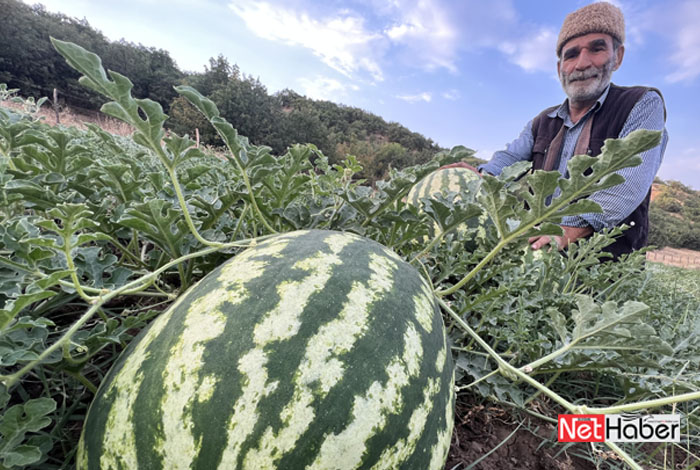 Bingöl'de 16 yıldır sebze yetiştiriyor