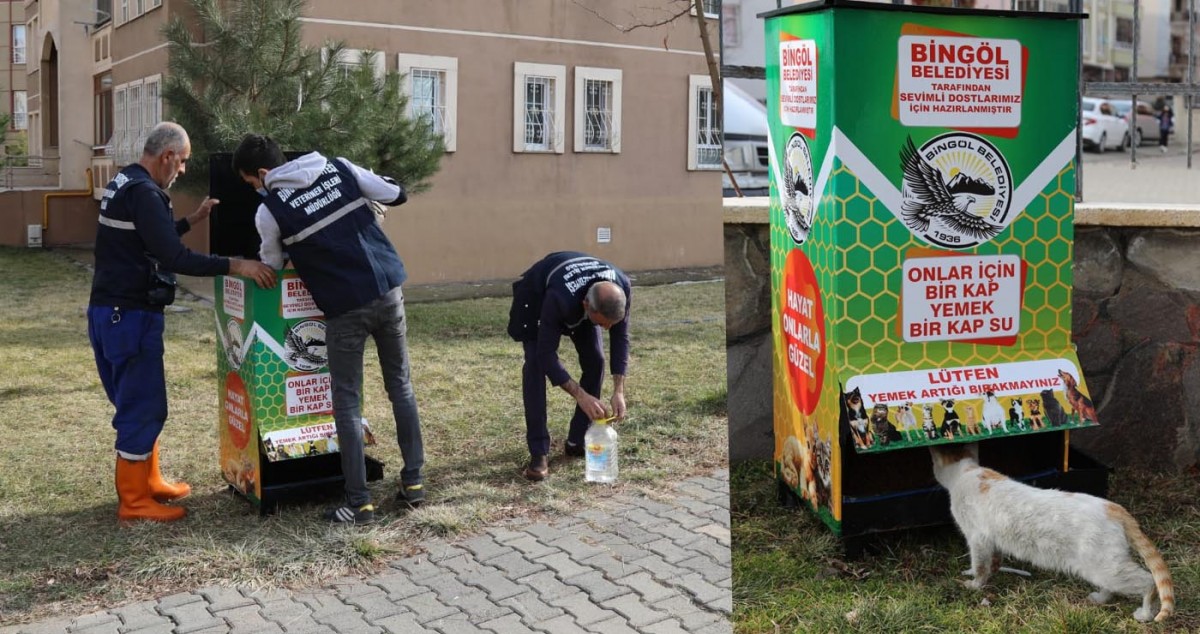 Bingöl Belediyesi sokak hayvanlarını unutmuyor