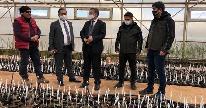 Bingöl'de aşılı fidan üretimi başladı