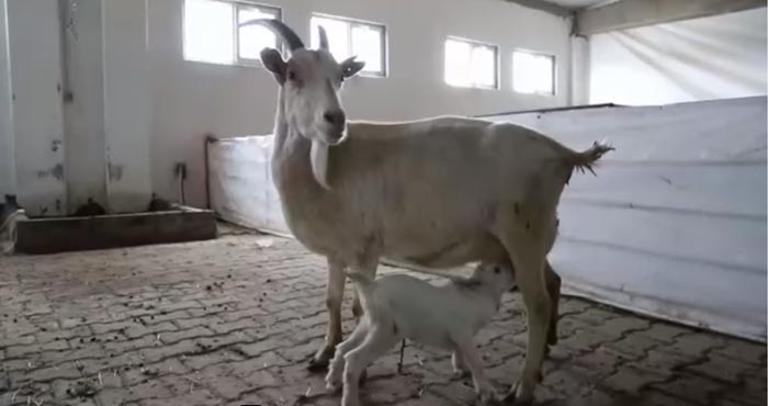 Bingöl'de modern 2 keçi çiftliği kuruldu