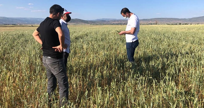 Bingöl'de kuraklık! Tarlalarda kuraklık tespiti yapılıyor