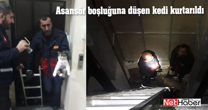 Asansör boşluğuna düşen kedi kurtarıldı