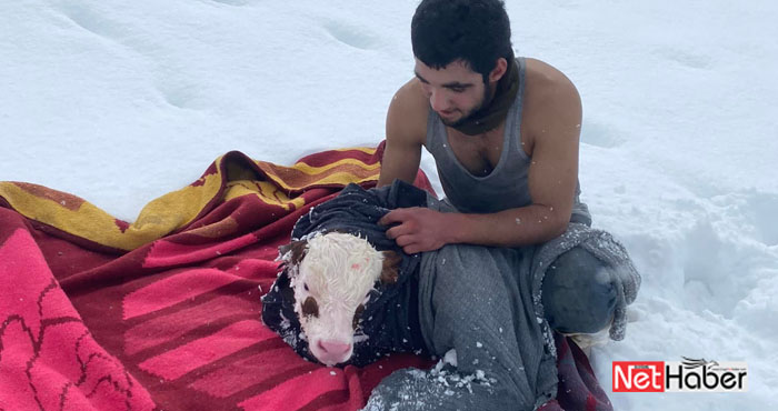 Soğukta ısıtan görüntü! Çoban karda doğan buzağıya ceketini örttü