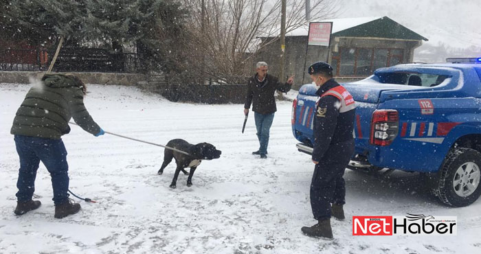Bingöl'de başıboş Pitbull cinsi köpek bulundu