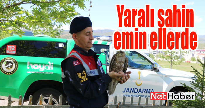 Yaralı şahine ilk müdahale Jandarmadan