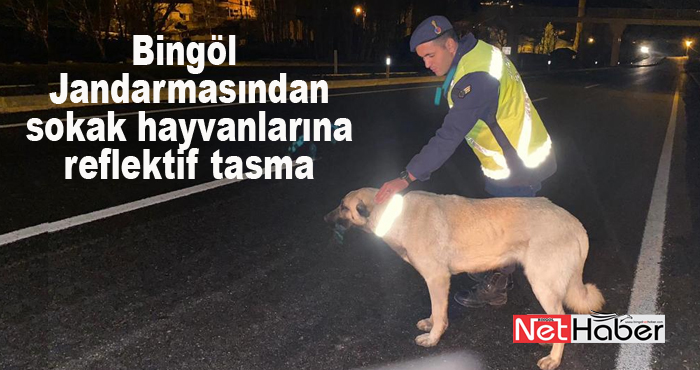 Jandarmadan sokak hayvanlarına reflektif tasma