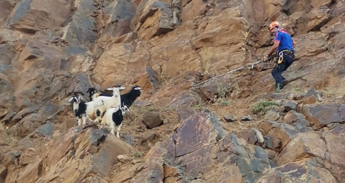Uçurumda mahsur kalan keçiler kurtarıldı