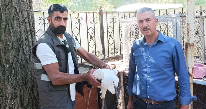 Yaralı halde bulunan leylek korumaya alındı