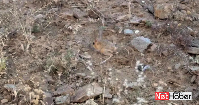 Nesli tehlike altındaki Arap tavşanı görüntülendi