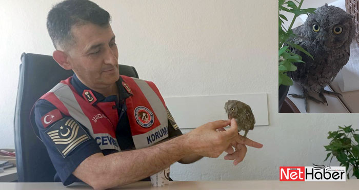 Jandarma tarafından tedavi edilen Baykuş doğaya salındı